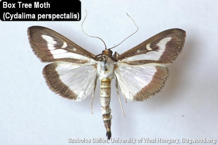 Box Tree Moth