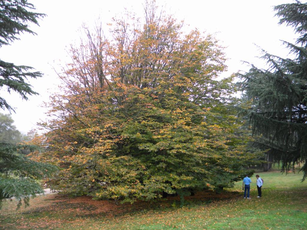 Persian Parrotia tree with people next to it