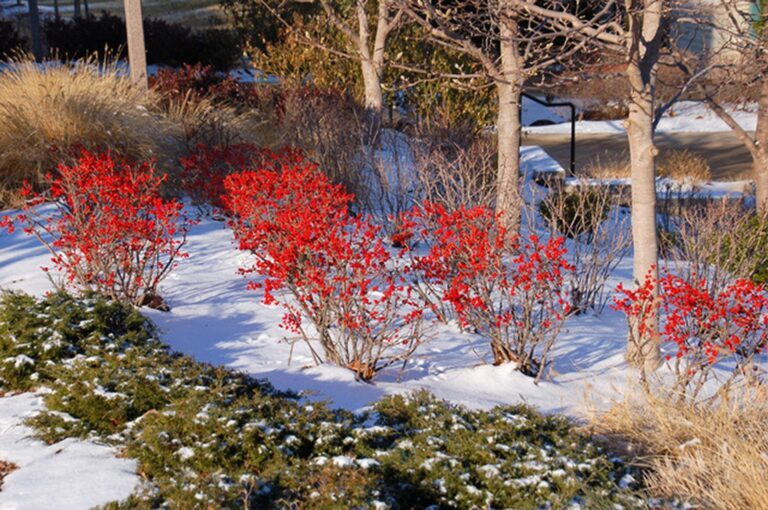 Winterberry Holly