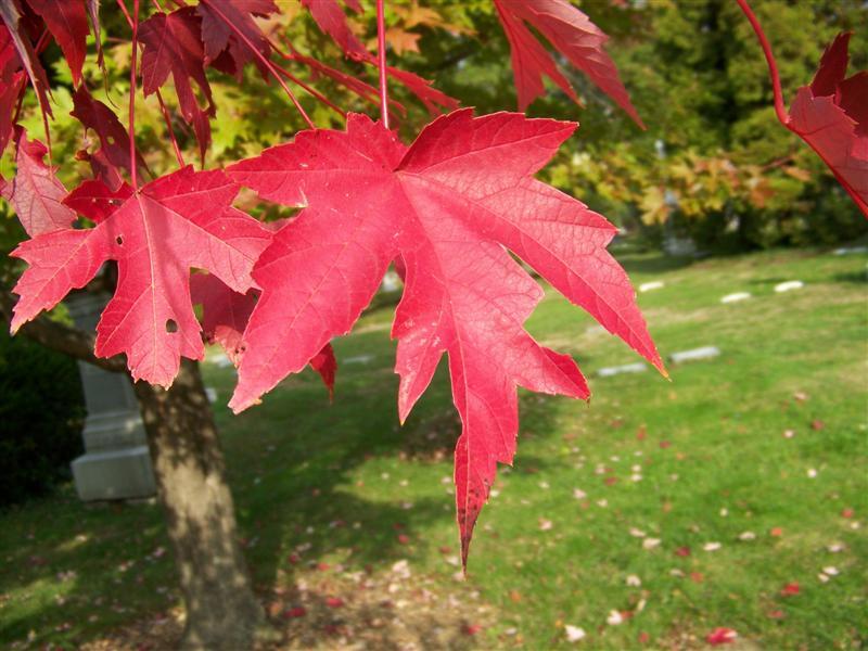 Autumn Blaze Maple leaf close-up