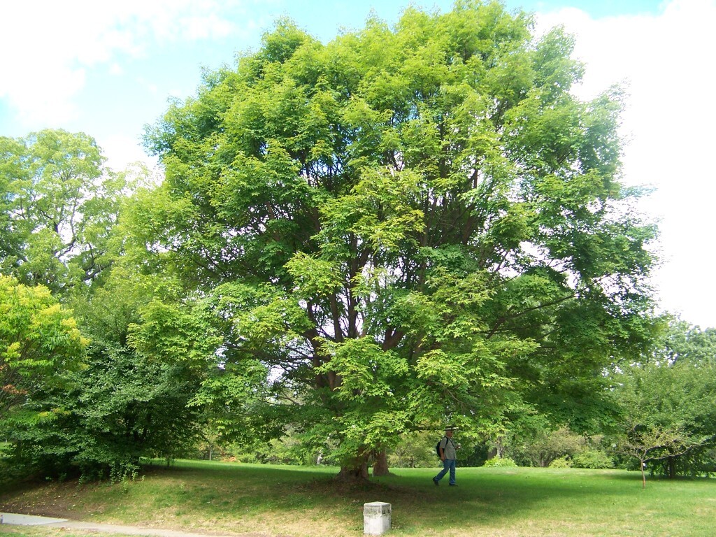 Gingerbread maple, Girardâ€™s Hybrid Maple tree