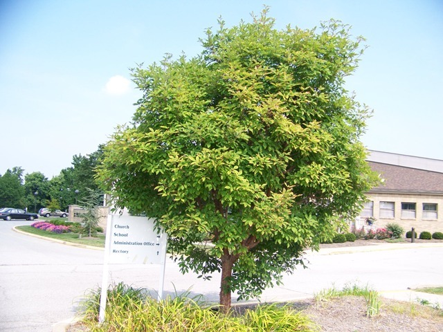 Gingerbread maple, Girardâ€™s Hybrid Maple tree