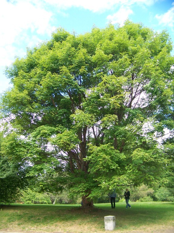 Gingerbread maple, Girardâ€™s Hybrid Maple tree