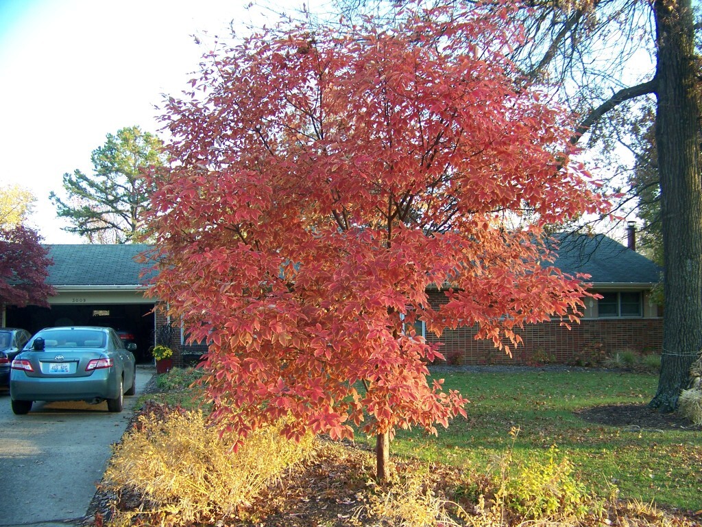 Gingerbread maple, Girardâ€™s Hybrid Maple tree