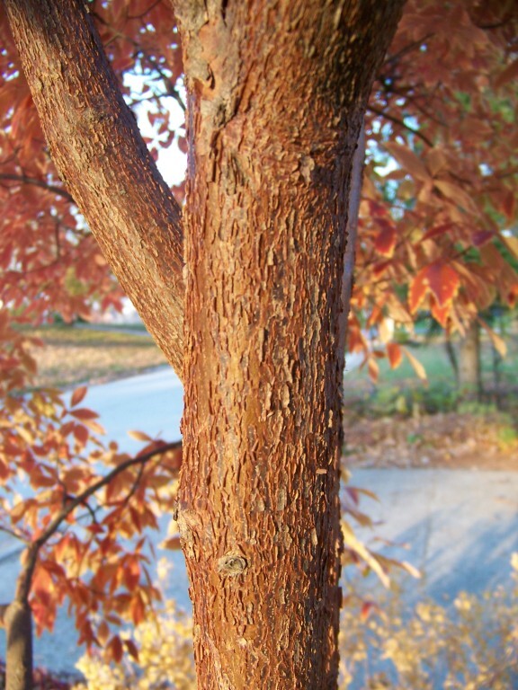 Gingerbread maple, Girardâ€™s Hybrid Maple tree trunk