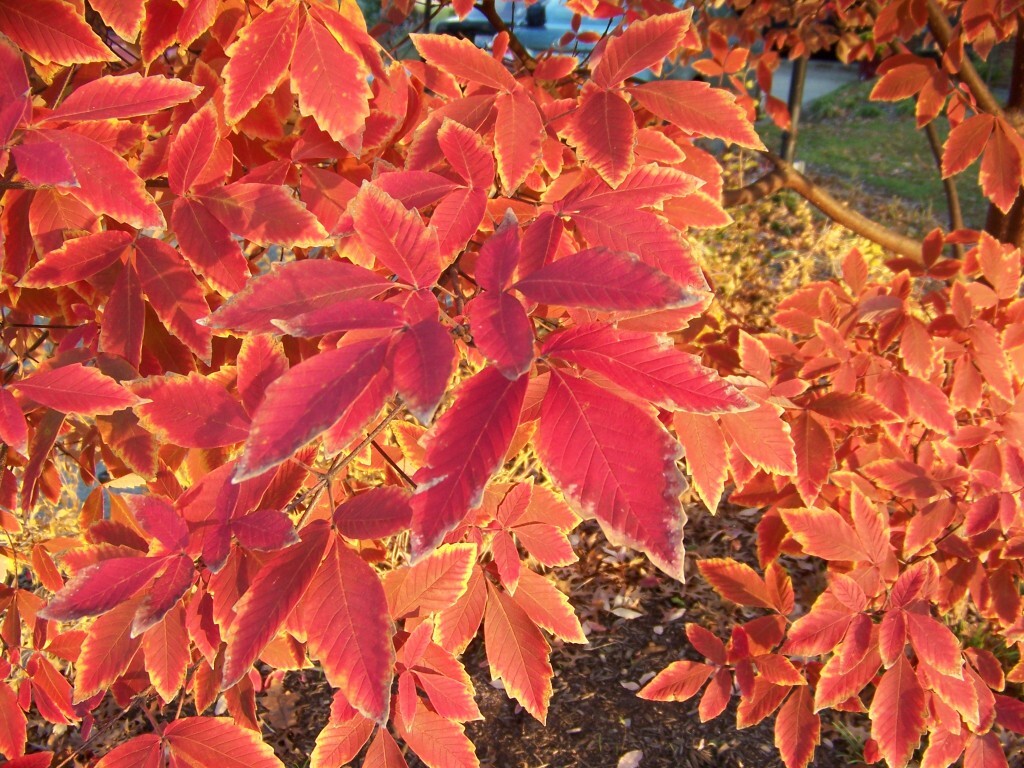 Gingerbread maple, Girardâ€™s Hybrid Maple tree leaves