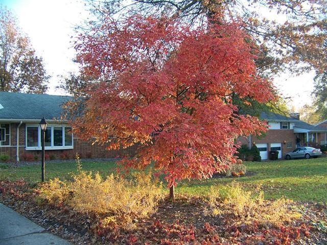 Gingerbread maple, Girardâ€™s Hybrid Maple tree