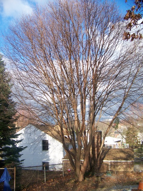 Gingerbread maple, Girardâ€™s Hybrid Maple tree