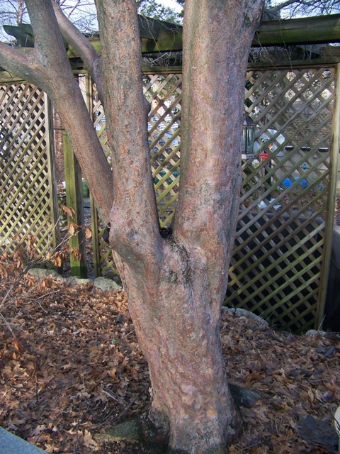 Gingerbread maple, Girardâ€™s Hybrid Maple tree trunk