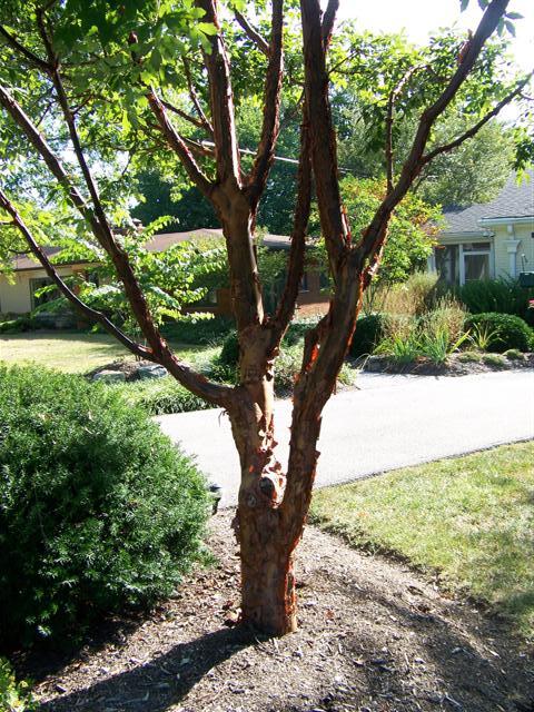 Paperbark Maple tree