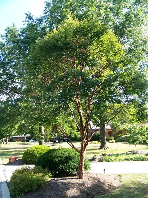 Paperbark Maple tree