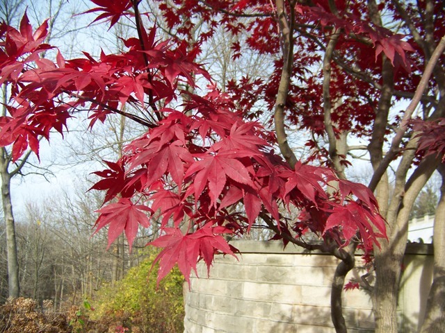 Bloodgood Japanese Maple tree leaves