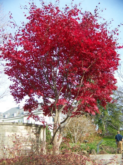 Bloodgood Japanese Maple tree