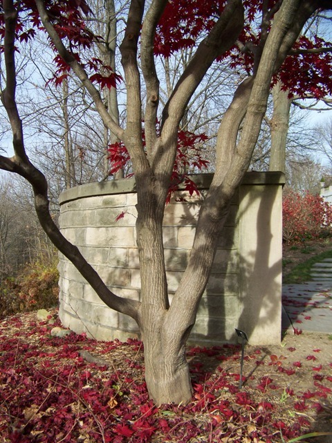 Bloodgood Japanese Maple tree trunk