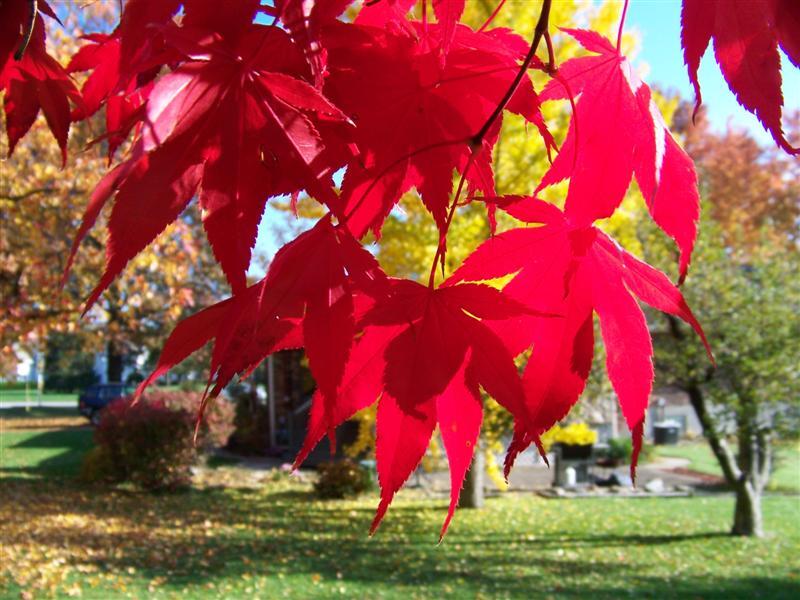 Bloodgood Japanese Maple tree leaves