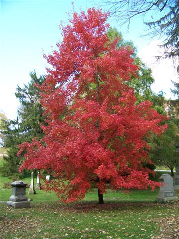 Autumn Radiance Red Maple tree