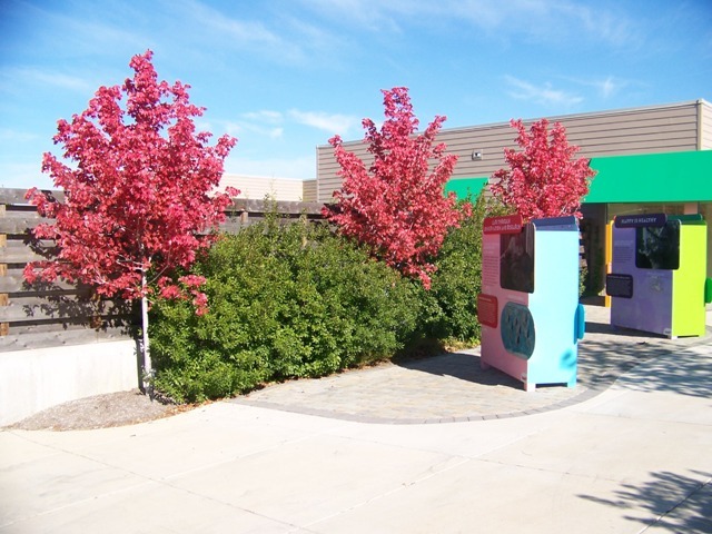 October Glory Red Maple trees in between bushes