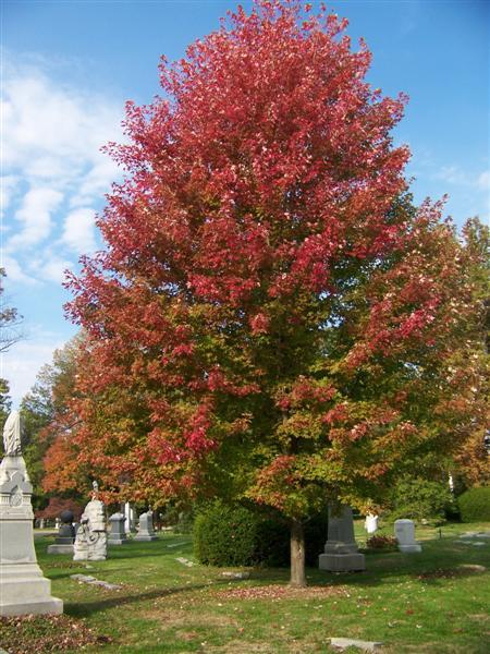 Autumn Blaze Maple tree