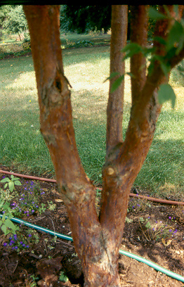 Gingerbread maple, Girardâ€™s Hybrid Maple tree trunk