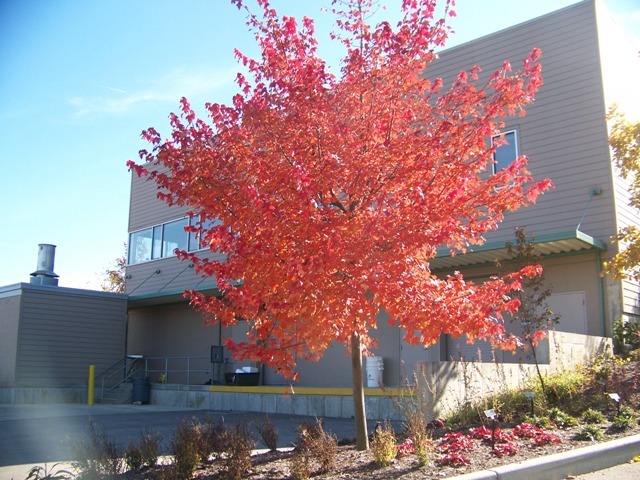 Burgundy Belle Red Maple tree