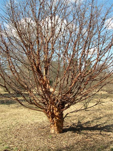 Paperbark Maple tree