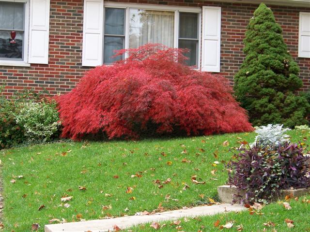 Crimson Queen Japanese Maple bush in front of house