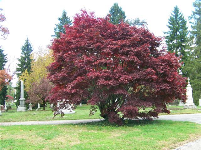 Bloodgood Japanese Maple tree