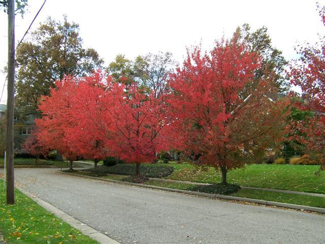 Red Sunset Red Maple trees