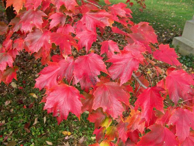 Autumn Radiance Red Maple leaves