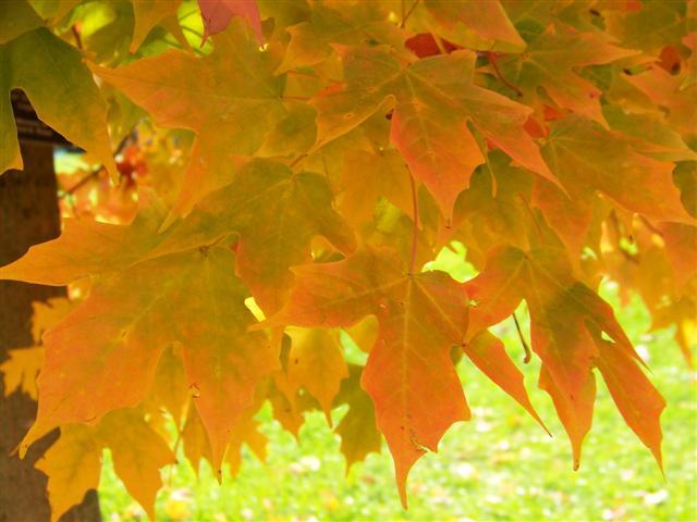 greenish yellow leaves