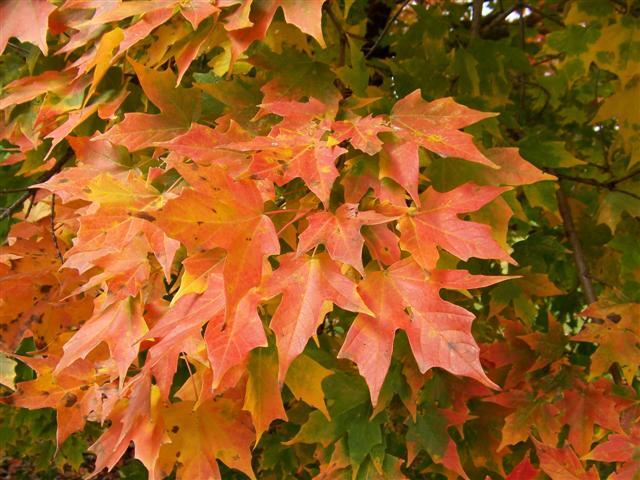 redish yellow leaves