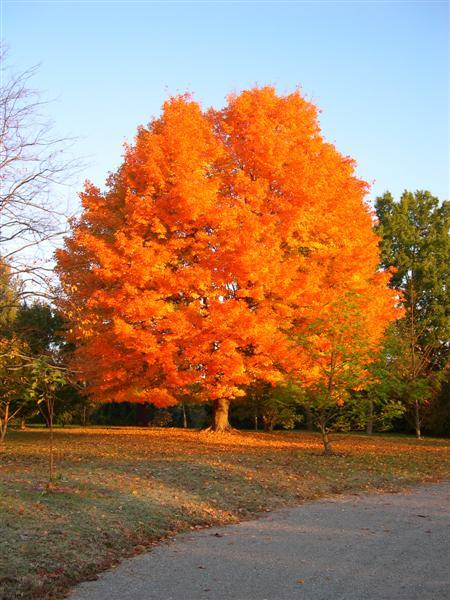 Sugar Maple tree