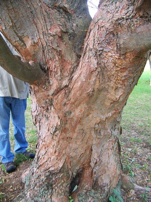 Gingerbread maple, Girardâ€™s Hybrid Maple tree trunk