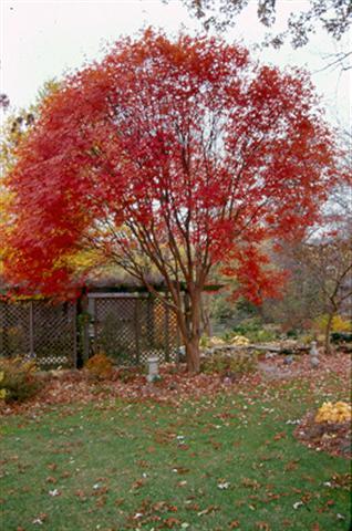 Gingerbread maple, Girardâ€™s Hybrid Maple tree