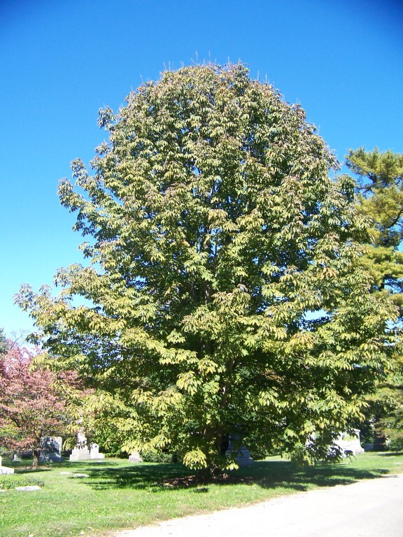 Yellow Buckeye tree