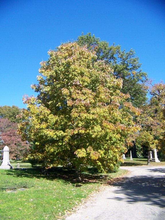 Yellow Buckeye tree