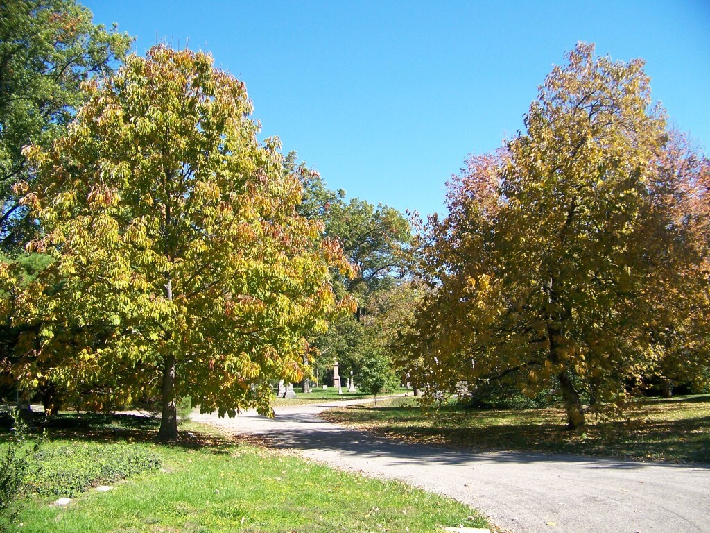 Yellow Buckeye trees