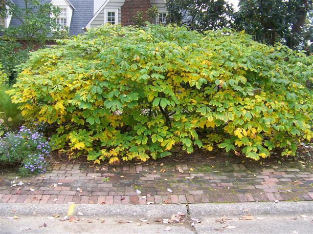 Bottlebrush Buckeye bush