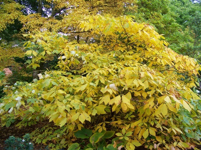 Rogers Bottlebrush Buckeye tree