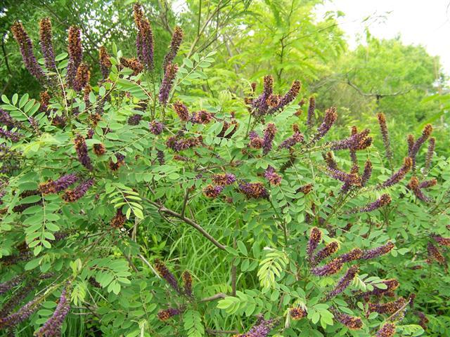 Indigobush Amorpha bush