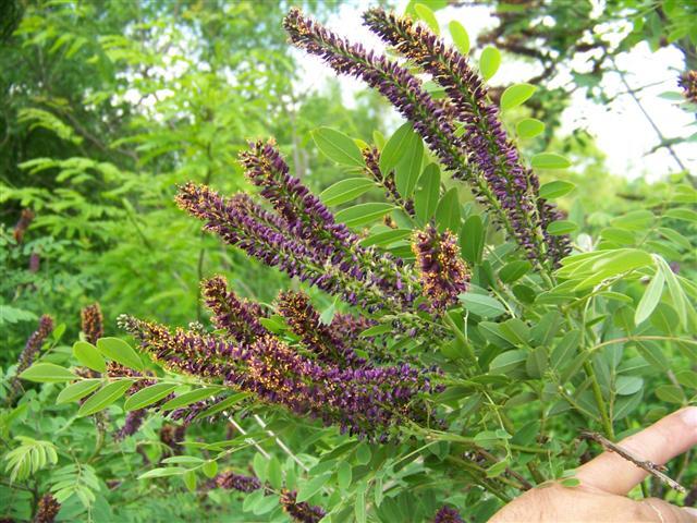 Indigobush Amorpha flowers