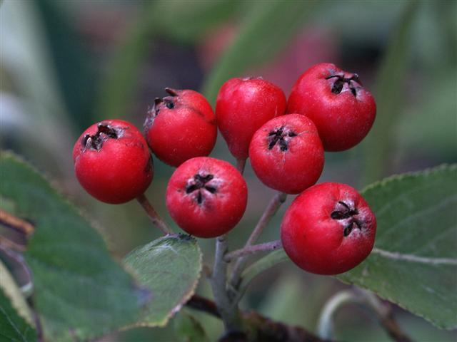 Red Chokeberry berries