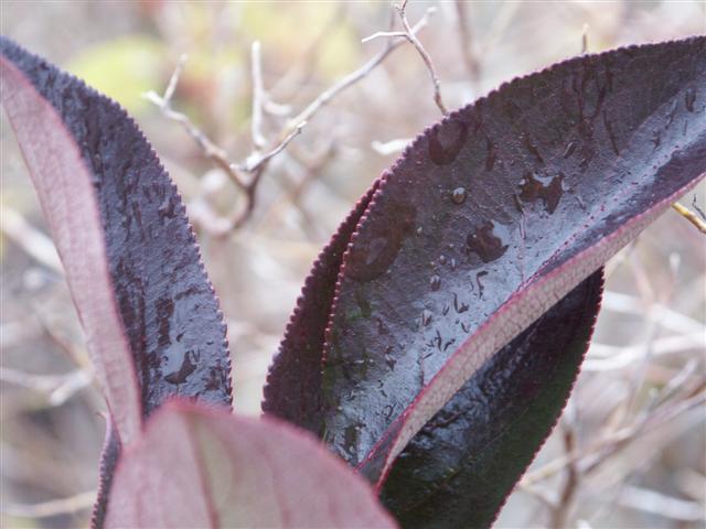 Black Chokeberry leaves close-up