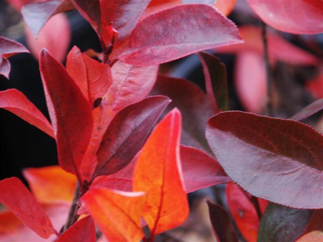 Black Chokeberry leaves close-up