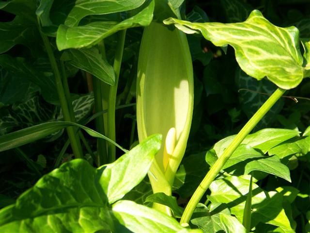 Italian Arum leaves