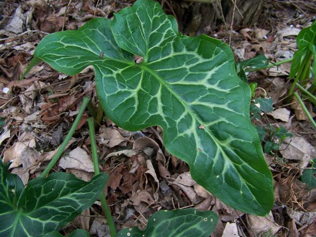 Italian Arum leaf