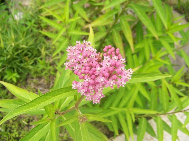 Swamp Milkweed flower close-up