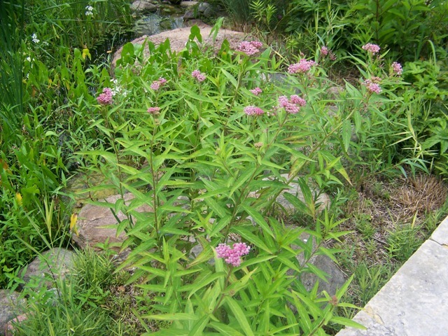 Swamp Milkweed flowers close-up