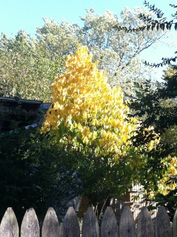 Common Pawpaw tree