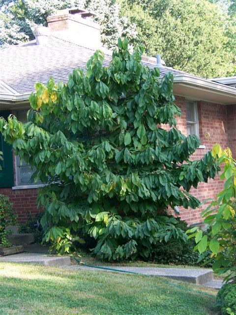 Common Pawpaw tree